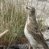 Grassland Pipit AtJ}~W^qo