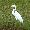 Great Egret@_CTM