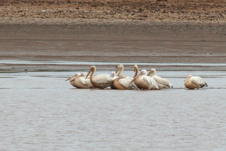 Great-white pelican