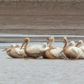 Great White Pelican@CyJ