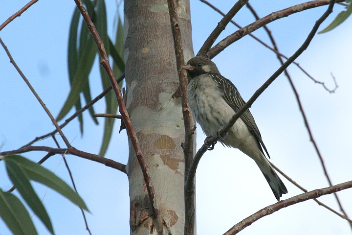 Greater Honeyguide