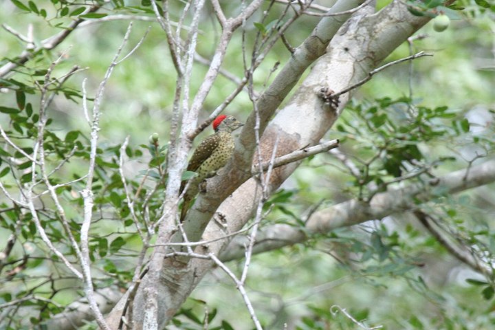 Green-backed Woodpecker