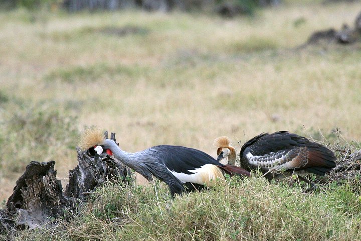 Grey Crowned Crane