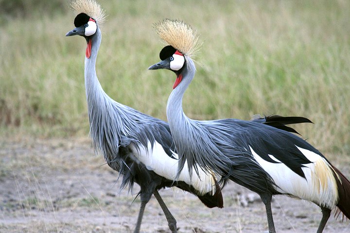 Grey Crowned Crane