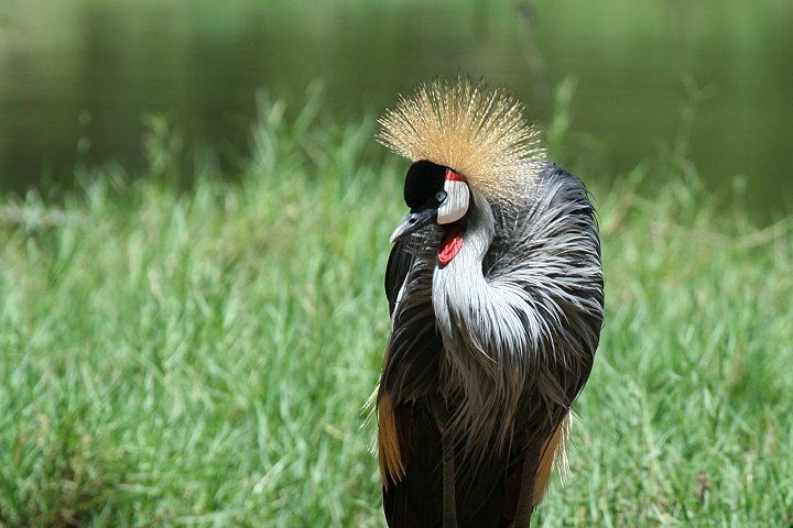 Grey Crowned Crane