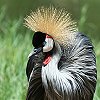 Grey Crowned Crane zIWJd