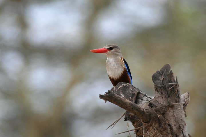 Grey-headed Kingfisher