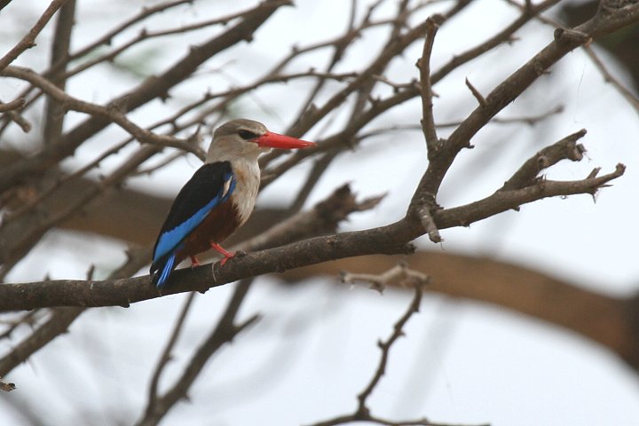 Grey-headed Kingfisher