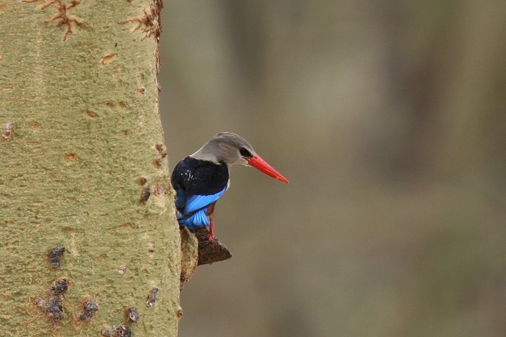 Grey-headed Kingfisher