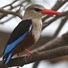 Grey-headed Kingfisher nCKVVEr