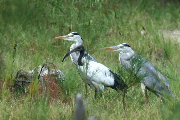 Grey Heron