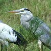 Grey Heron@AITM