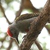 Grey Woodpecker nCCQ