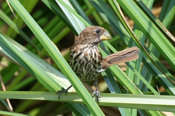 Grosbeak Weaver