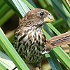 Grosbeak Weaver nVugn^I