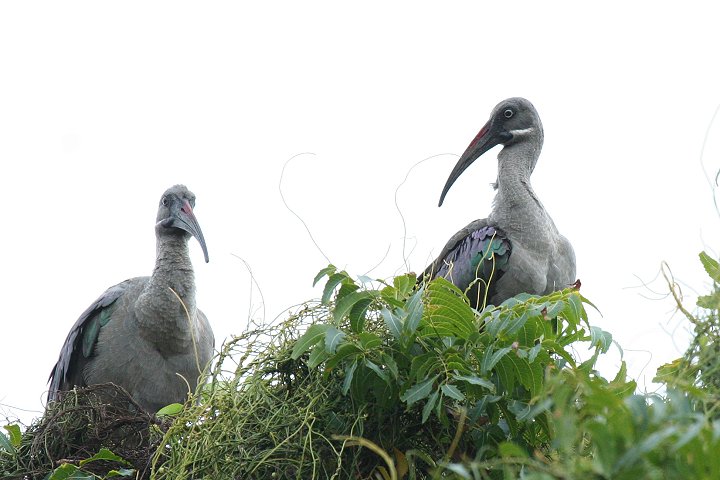 Hadada Ibis