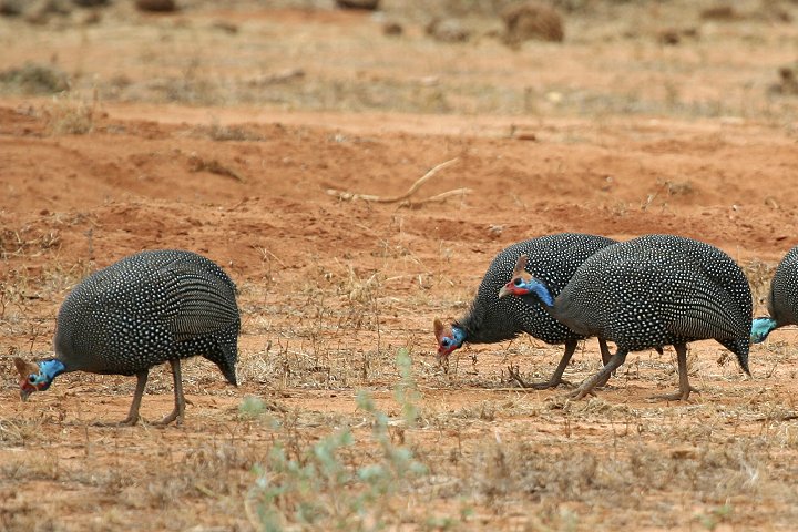 Helmeted Guineafowl