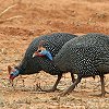 Helmeted Guineafowl zz`E