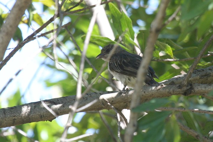 Greater Honeyguide