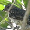 Greater Honeyguide mhO~cIVG