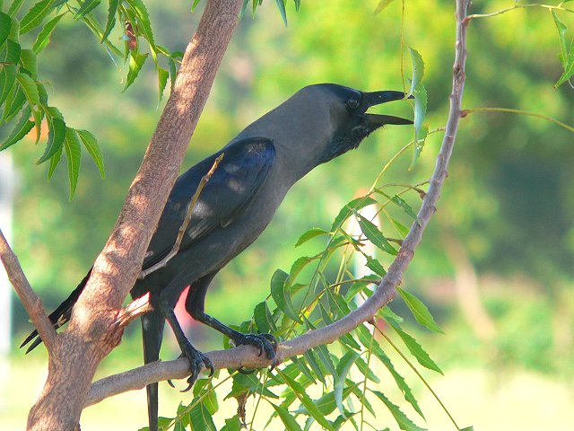 House Crow