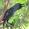 House Crow CGKX