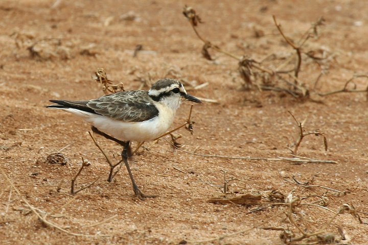 Kittlitz's Plover