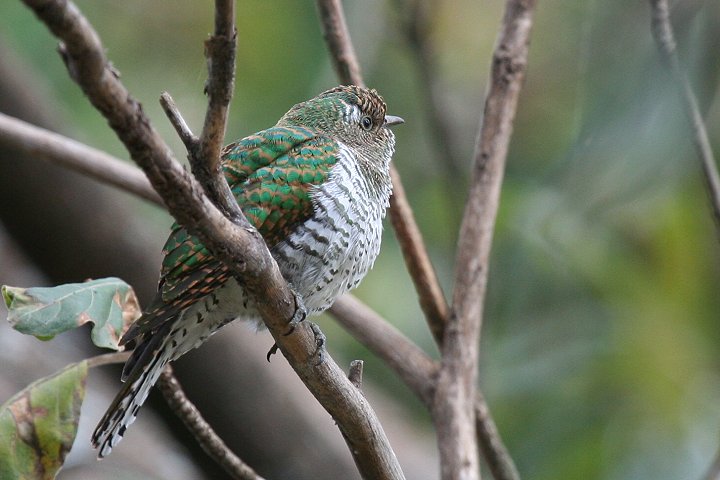 Klaa's Cuckoo