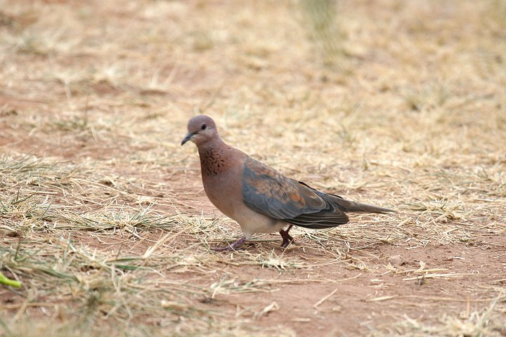 Laughing Dove