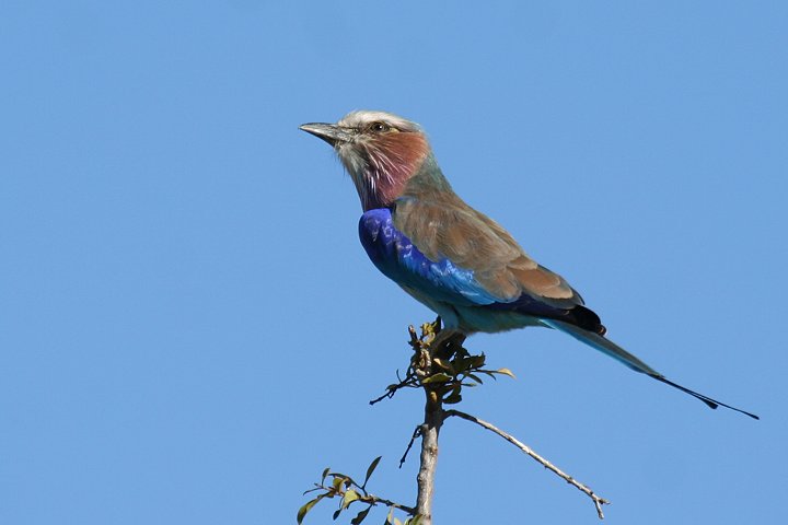 Lilac-breasted Roller