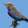 Lilac-breasted Roller CbNjVub|E\E