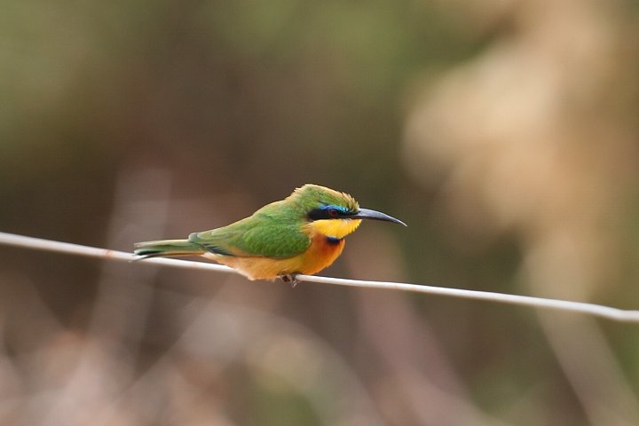 Little Bee-eater