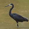 Little Egret@RTM