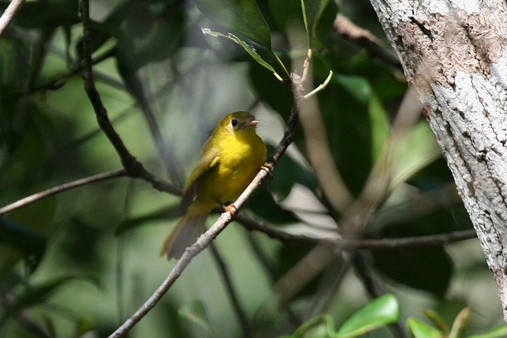 Little Yellow Flycatcher