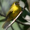 Little Yellow Flycatcher LCqq^L