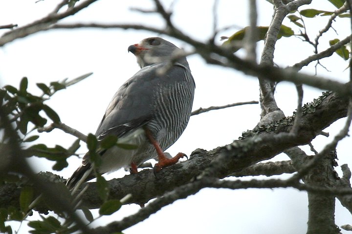 Lizard Buzzard