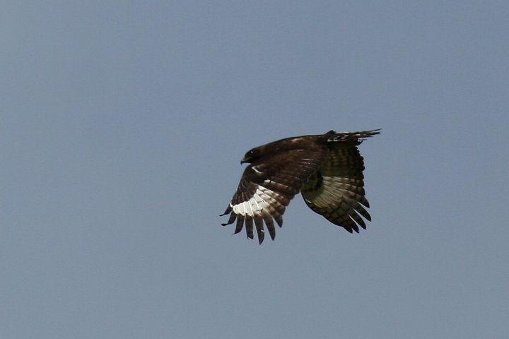 Crested Eagle