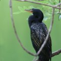 Long-tailed Cormorant@AtJRrgE