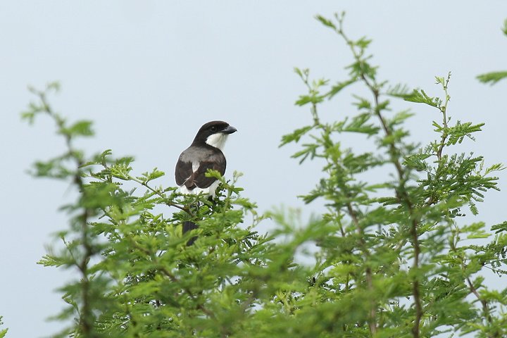 Long-tailed Fiscal