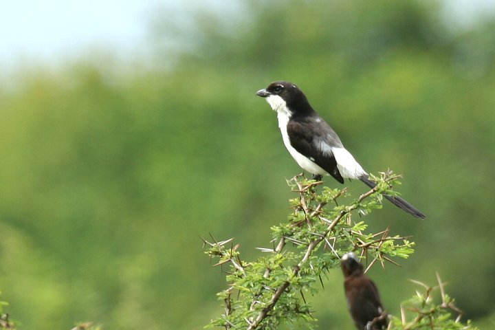 Long-tailed Fiscal