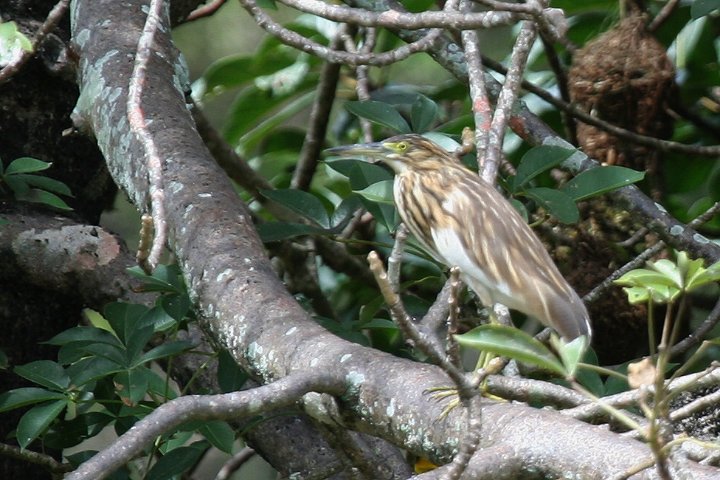 Madagascar Squacco Heron