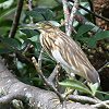 Madagascar Squacco Heron@}_KXJJTM