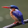 Malachite Kingfisher JJZ~