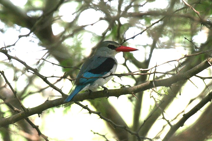 Mangrove Kingfisher