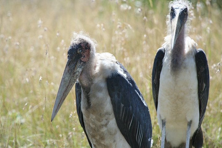 Marabou Stork