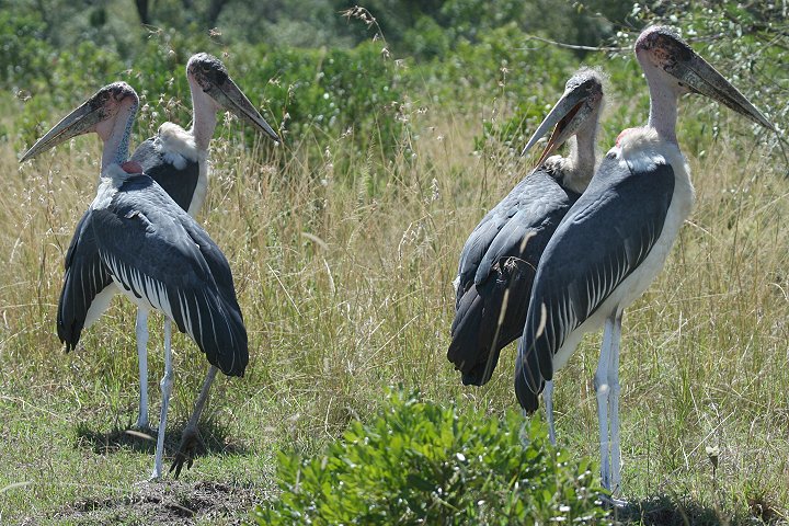 Marabou Stork