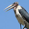 Marabou Stork@AtJnQRE