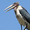 Marabou Stork@AtJnQRE