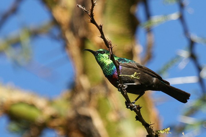 Marico Sunbird