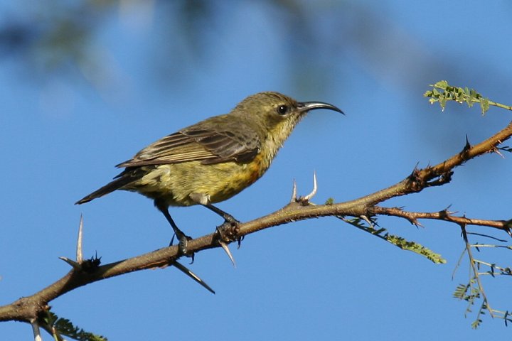 Marico Sunbird